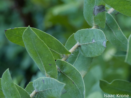 Arctostaphylos andersonii, photograph 2
