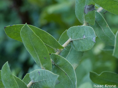 (c) Isaac Krone, some rights reserved (CC BY) Arctostaphylos andersonii, photograph (c) Isaac Krone, some rights reserved (CC BY)