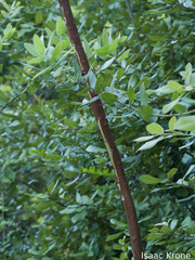 (c) Isaac Krone, some rights reserved (CC BY) Arctostaphylos andersonii, photograph (c) Isaac Krone, some rights reserved (CC BY)