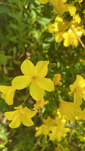 Golden Flax