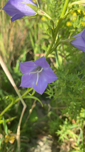 Peach-leaved Bellflower