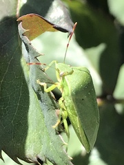 Nezara viridula
