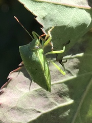 Nezara viridula