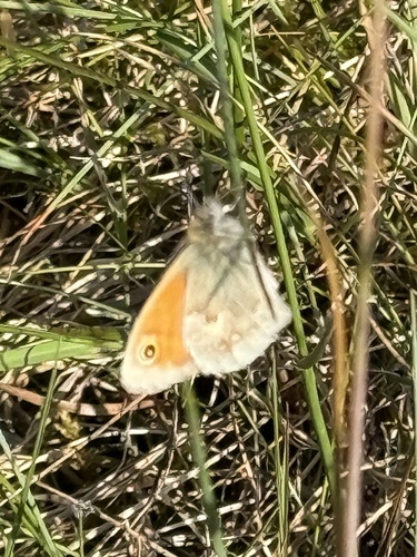 Small Heath