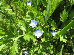 Veronica persica
