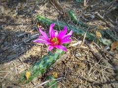 Echinocereus berlandieri