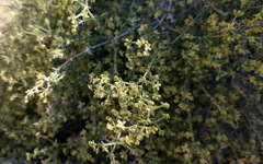 Galium stellatum