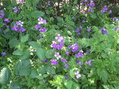 Orychophragmus violaceus