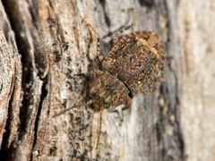 Syrphetodes marginatus