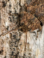 Syrphetodes marginatus