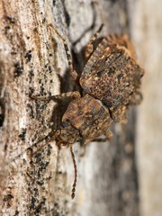 Syrphetodes marginatus