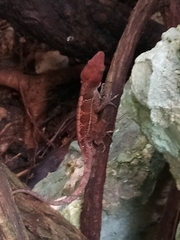 Anolis aridius