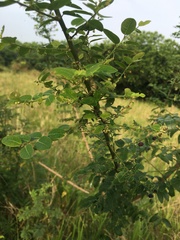 Phyllanthus reticulatus reticulatus