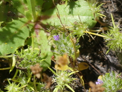 Pogogyne zizyphoroides