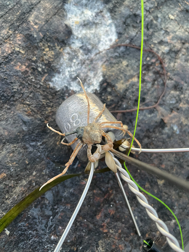 Pyromaia tuberculata observed 2026-06-24
