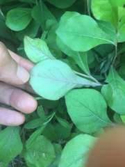Ceratostigma plumbaginoides