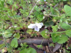 Viola arcuata
