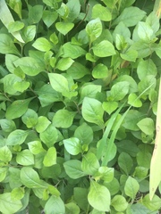 Ceratostigma plumbaginoides