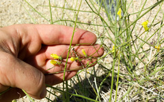 Neogaerrhinum filipes