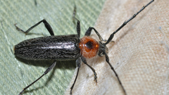 Stenosphenus notatus