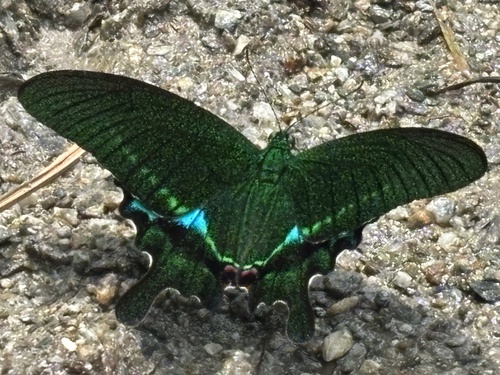 Paris Peacock Swallowtail