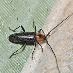 Stenosphenus notatus