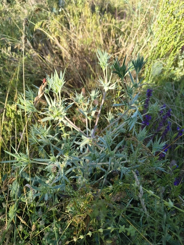 Field Eryngo
