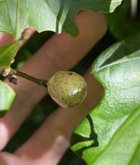 Amphibolips melanocera