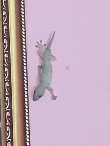 Asian House Gecko