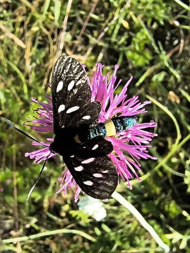 Nine-spotted Moth