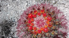 Ferocactus pilosus