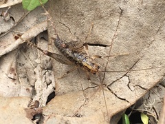 Ceuthophilus maculatus