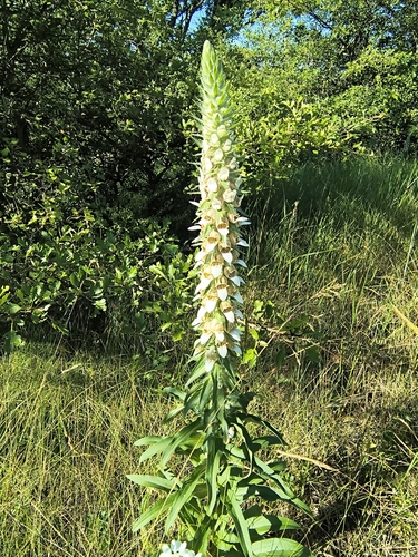 Woolly Foxglove