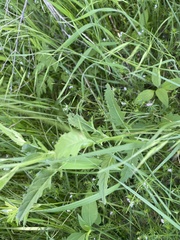 Engelmannia peristenia