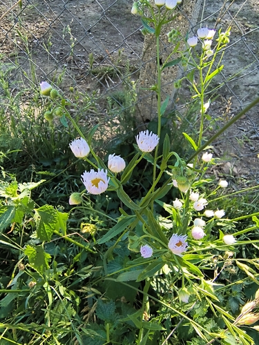 annual fleabane