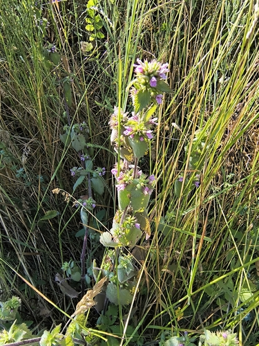 Black horehound