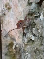 Anolis aridius