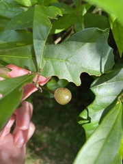 Amphibolips melanocera