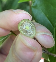 Amphibolips melanocera