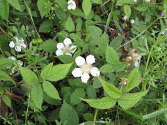 Rubus hirsutus