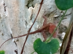 Anolis aridius