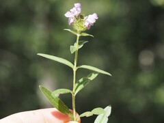 Prunella hyssopifolia