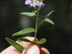 Prunella hyssopifolia, photograph (c) Louis Aureglia, some rights reserved (CC BY)