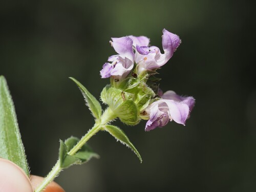 Prunella hyssopifolia, photograph 2