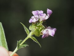 Prunella hyssopifolia, photograph (c) Louis Aureglia, some rights reserved (CC BY)