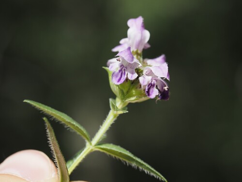 Prunella hyssopifolia, photograph 3