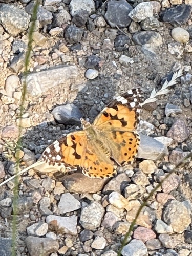 Painted Lady