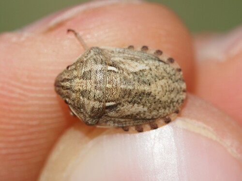 European Tortoise Bug photo 4