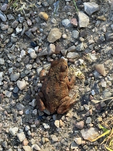 European Toad