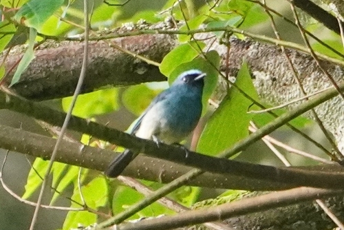 Indigo Flycatcher (Eumyias indigo), photo 5